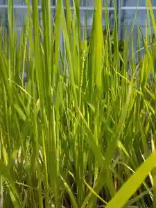 元郷氷川神社の自然(2020年08月03日(月) 09時16分22秒投稿)