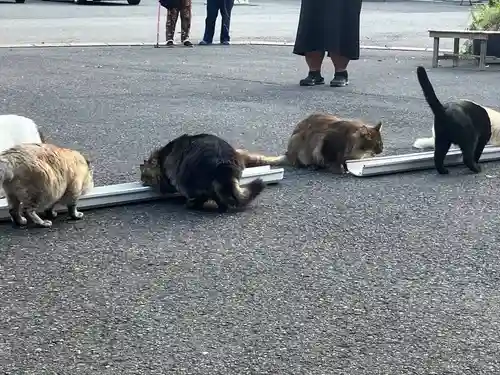 御誕生寺（猫寺）(福井県)