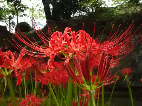 横浜　西方寺の自然