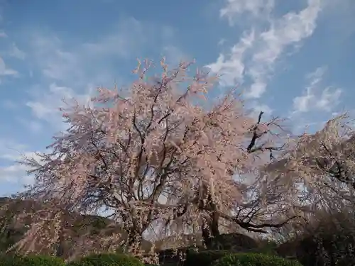 八坂神社(祇園さん)の自然