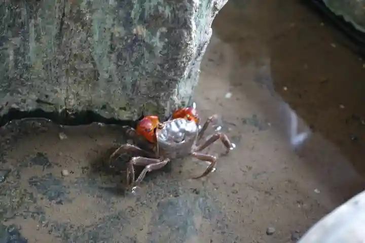 二見興玉神社の動物
