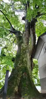 白山神社の自然