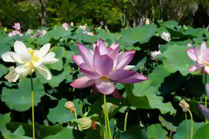 東行庵(山口県)