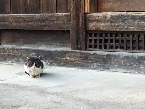 八幡社（柏井町）の動物