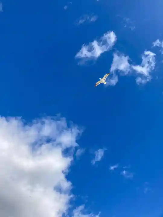 金刀比羅社の動物