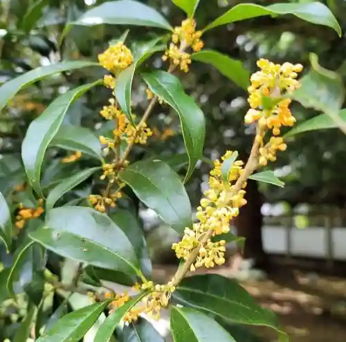 光丸山 法輪寺(栃木県)