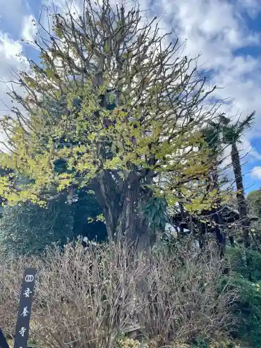 安養寺(東京都)