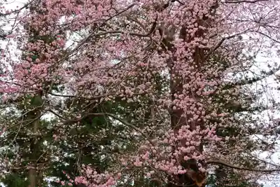 田村神社の自然