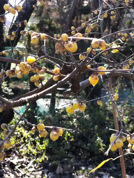 木舟山 順教寺の自然