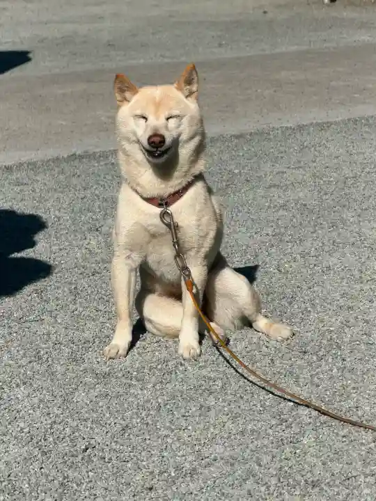 福島八幡宮の{uncategorized: "未分類", other: "その他", undefined: "問題あり", building: "その他建物", grave: "お墓", sacred_gate: "鳥居", guardian: "狛犬", statue: "像", buddha: "仏像", history: "歴史", nature: "自然", garden: "庭園", animal: "動物", pagoda: "塔", temizu: "手水舎", mountain_gate: "山門・神門", sanctuary: "本殿・本堂", subordinate: "末社・摂社", art: "芸術", scenery: "景色", jizo: "地蔵", ema: "絵馬", goshuin: "御朱印", omikuji: "おみくじ", items: "授与品その他", amulet: "お守り", goshuincho: "御朱印帳", eats: "食事", festival: "お祭り", votive_dance: "神楽", shichigosan: "七五三参", wedding: "結婚式", experience: "体験その他", initially: "初詣", around: "周辺", anti_infection: "感染症対策"}