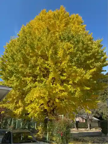 大崎神社(兵庫県)