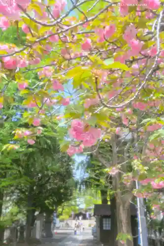 亀戸 香取神社の自然