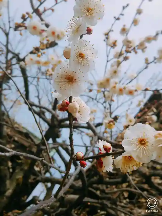 北野天満宮の自然