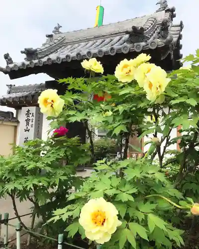 真言宗　善通寺派　薬王寺の自然