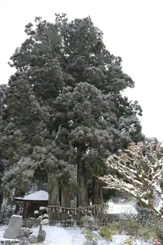 金剛三昧院の自然