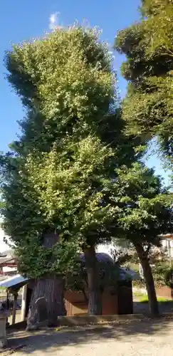 愛宕神社の自然