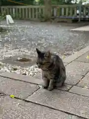 江島神社の動物