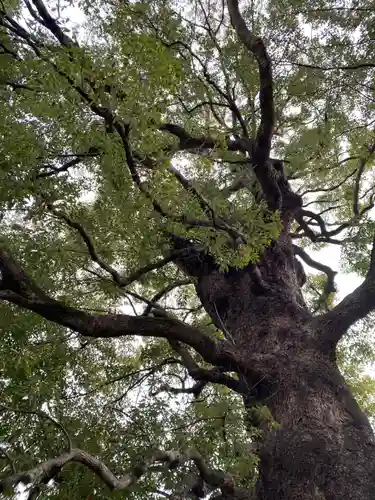 上野東照宮の自然
