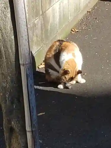 戸越八幡神社の動物
