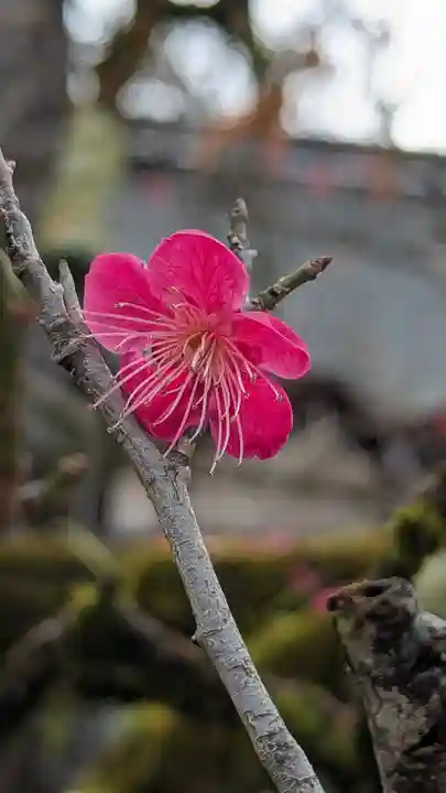 賀茂御祖神社(下鴨神社)(京都府)