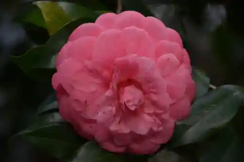 日枝神社の自然