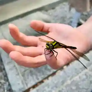 滑川神社 - 仕事と子どもの守り神の動物(2020年05月12日(火) 15時20分59秒投稿)