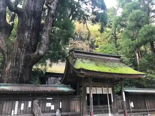 若狭姫神社（若狭彦神社下社）の本殿