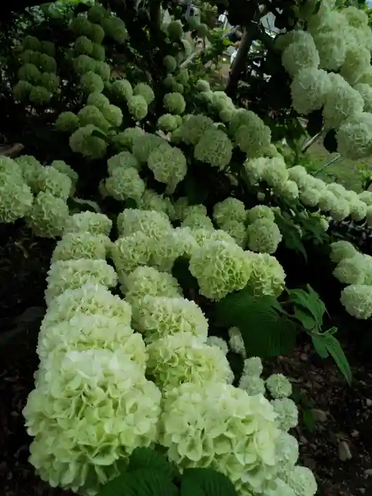 甲斐奈神社の自然