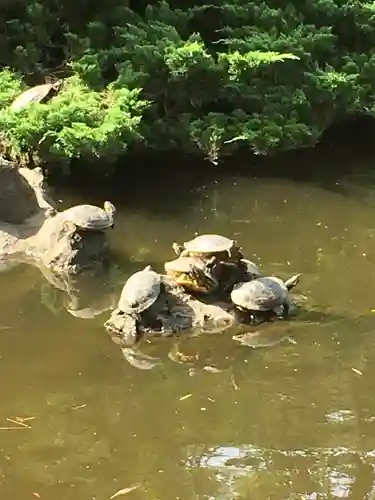 平塚八幡宮の動物