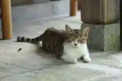 玉野御嶽神社の動物