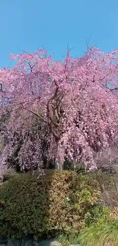 櫻木神社の自然
