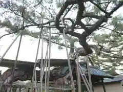 本宗寺の自然