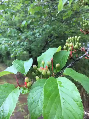 両神神社の自然
