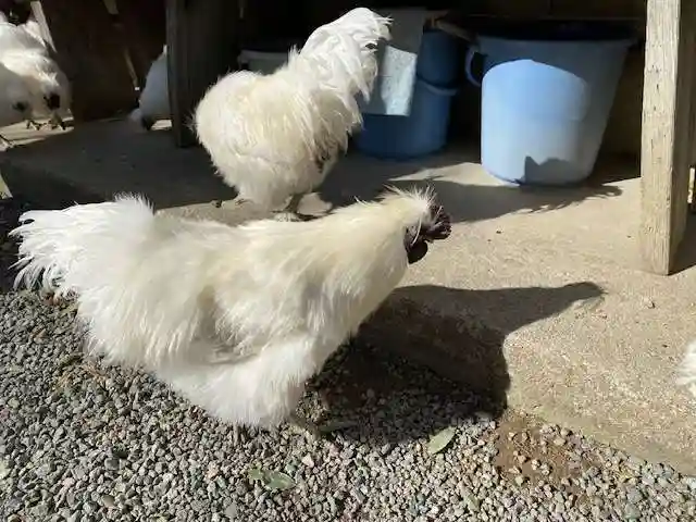 高屋敷稲荷神社(福島県)