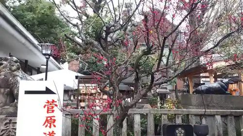 菅原院天満宮神社の自然