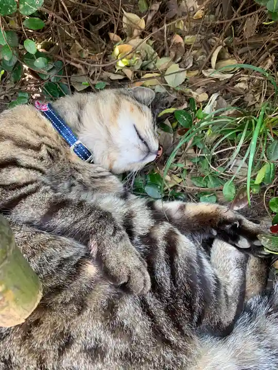 唐澤山神社の動物