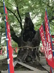 秩父今宮神社の自然