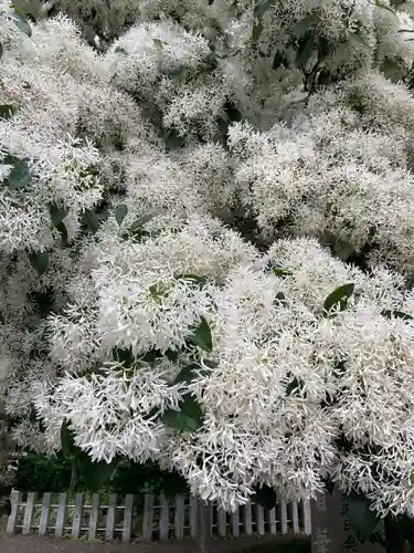 沙沙貴神社の自然