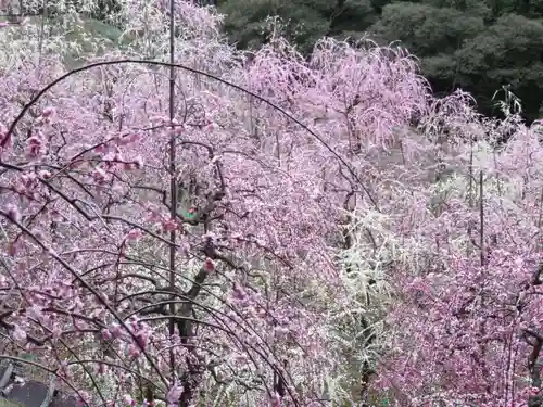 大縣神社の自然