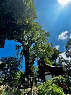 鹿児島神宮(鹿児島県)