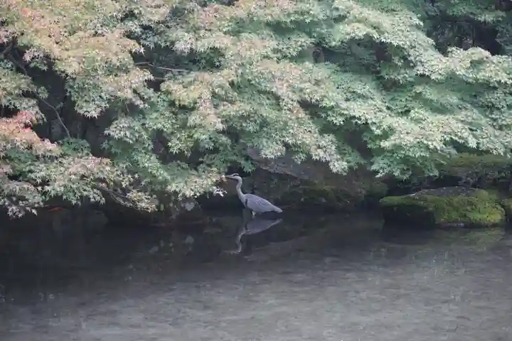 蓮華寺(洛北蓮華寺)の自然