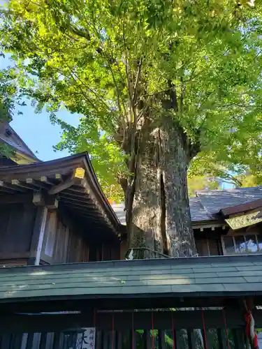 麻賀多神社の自然
