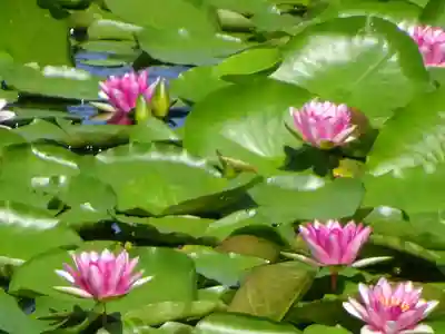南湖神社の自然