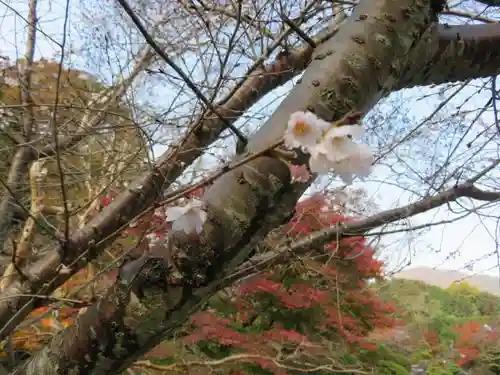 當麻寺の自然