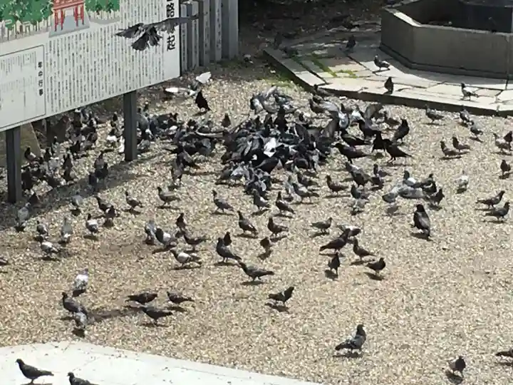 大須観音 (北野山真福寺宝生院)の動物