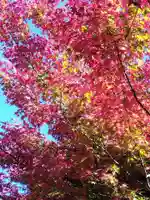 三千院門跡(京都府)