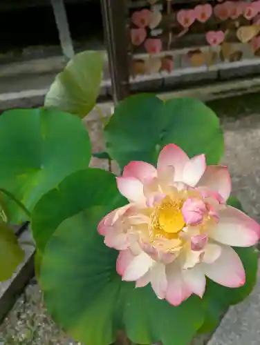 岡寺（龍蓋寺）(奈良県)