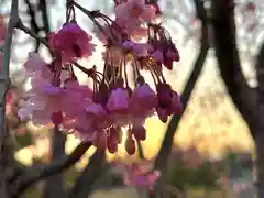 湯島天満宮(長野分社)の自然