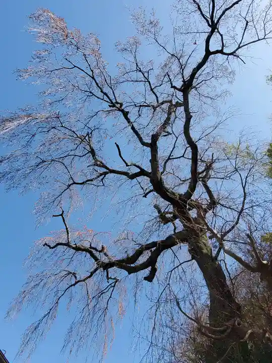 田村大元神社の自然