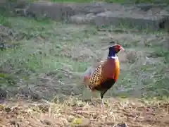 極楽山　浄土寺の動物